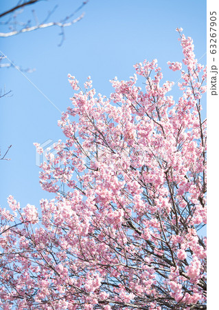 桜 桜 63267905