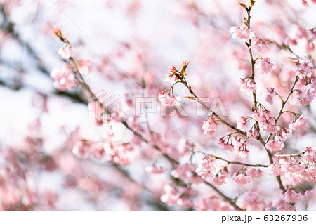 桜 桜 63267906