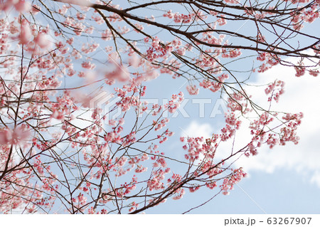 桜 63267907