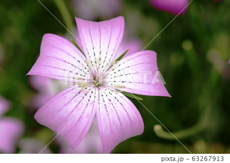 ムギナデシコ(麦撫子) ムギナデシコ(麦撫子) 63267913