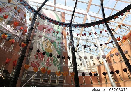 となみチューリップフェア となみチューリップフェア 63268055