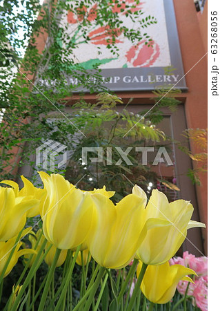 となみチューリップフェア となみチューリップフェア 63268056
