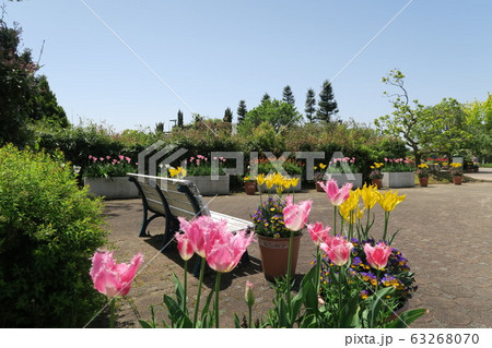 となみチューリップフェア となみチューリップフェア 63268070
