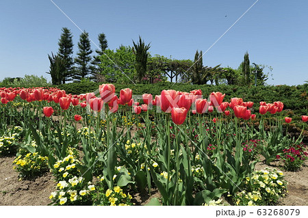 となみチューリップフェア となみチューリップフェア 63268079