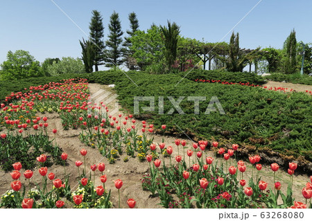 となみチューリップフェア となみチューリップフェア 63268080