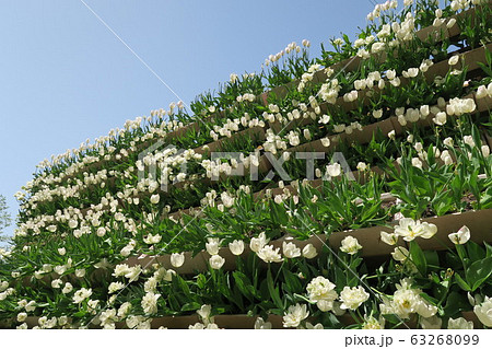 となみチューリップフェア～花の大谷～ 63268099