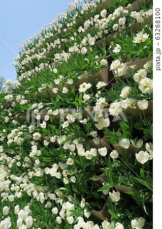 となみチューリップフェア~花の大谷~ となみチューリップフェア~花の大谷~ 63268100