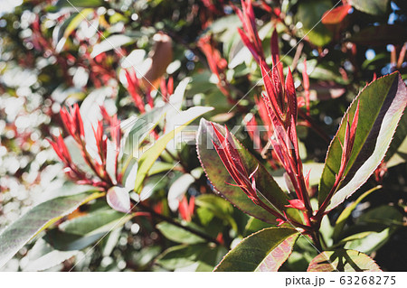 ベニカナメモチ 生垣の赤い新葉と春の陽射し A 2 マット仕上げ の写真素材