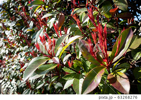 ベニカナメモチ 生垣の赤い新葉と春の陽射し B 1 の写真素材