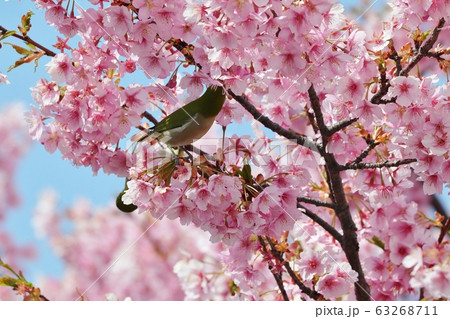 満開の河津さくら＆めじろ：桜並木：保谷川 63268711