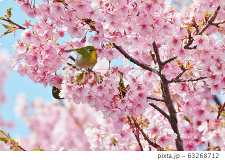 満開の河津さくら&めじろ:桜並木:保谷川 満開の河津さくら&めじろ:桜並木:保谷川 63268712