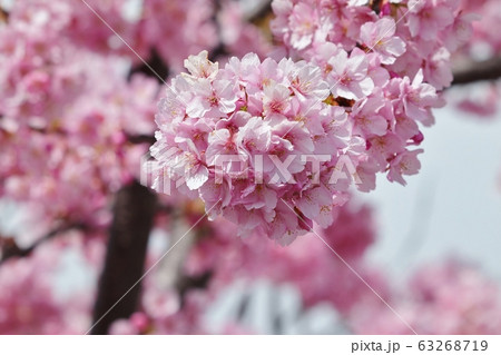満開の河津さくら:桜並木:保谷川 満開の河津さくら:桜並木:保谷川 63268719