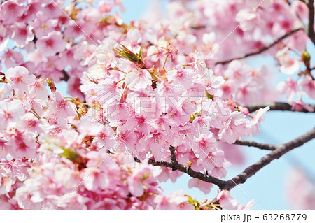 満開の河津さくら：桜並木：保谷川 63268779