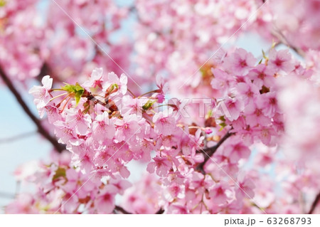 満開の河津さくら：桜並木：保谷川 63268793