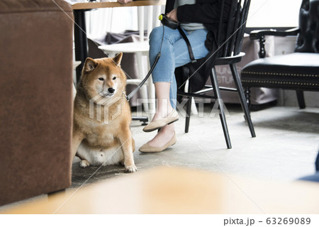 ドックカフェ　カフェ　犬　女性 63269089