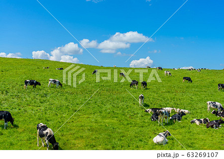 牧場の風景 牧場の風景 63269107