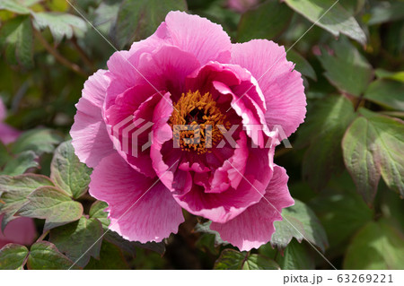 ピンク色の牡丹の花のクローズアップの写真素材