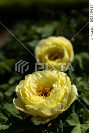 薄黄色の牡丹の花のクローズアップ 薄黄色の牡丹の花のクローズアップ 63269417