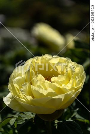 薄黄色の牡丹の花のクローズアップ 63269418