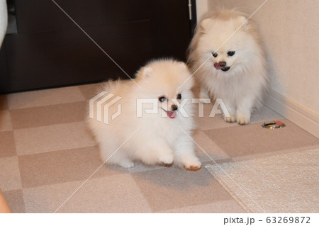 仲良しポメラニアン 仲良しポメラニアン 63269872