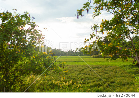 Green field in the jungle of Sri Lanka Green field in the jungle of Sri Lanka 63270044