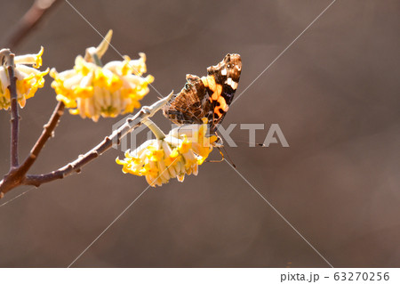 三俣の花とチョウ 63270256