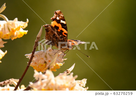 三俣の花とチョウ 63270259
