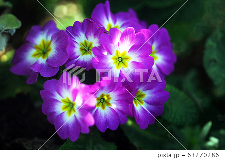プリムラ ポリアンサ 白に紫色の花の写真素材