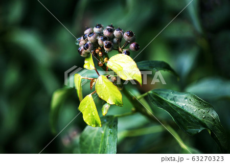 フユヅタ　若葉と実 63270323