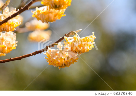 三俣の花 63270340