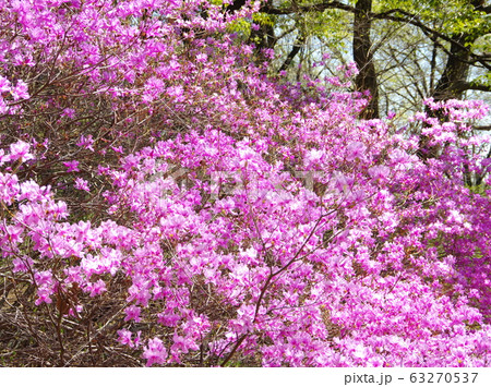 ミツバツツジ ミツバツツジ 63270537