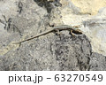 The gray lizard is the same color as the rock surface. The color of the lizard allows it to disguise itself from predators. 63270549