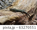 A beautiful lizard basks in the summer sun. The sand lizard lives along The black sea coast. 63270551