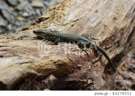 A beautiful lizard basks in the summer sun. The sand lizard lives along The black sea coast. 63270551