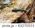 A beautiful lizard crawls on a log. The lizard has a protective color similar to its environment. It lives along The black sea coast. 63270553