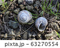 The empty shells of a Grape snail lie on the grass. 63270554