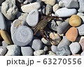 The crab gets used to the new terrain and crawls out of hiding. On a Sunny day, the crab crawls out on the rocks to get warm. Black sea coast. 63270556