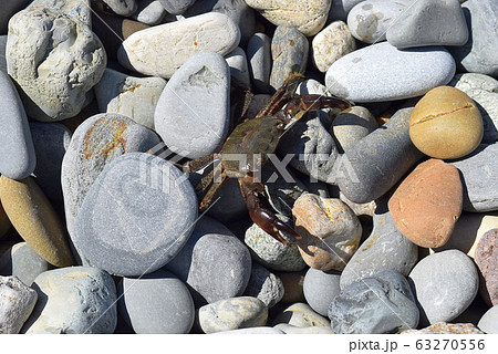 The crab gets used to the new terrain and crawls out of hiding. On a Sunny day, the crab crawls out on the rocks to get warm. Black sea coast. 63270556