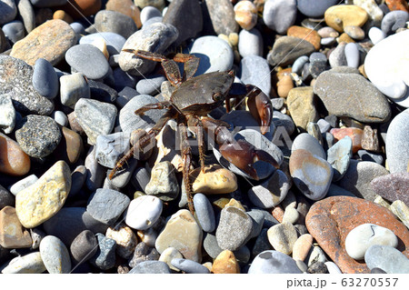 The crab has spread its claws and is climbing over large rocks. The marble carapace glistens in the sun. Black sea coast. 63270557