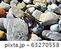 On a Sunny day, the crab crawls out on the rocks to get warm. Black sea coast. 63270558