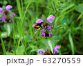 On a Sunny summer day, a bumblebee collects nectar from a flower. 63270559