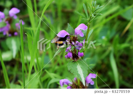 On a Sunny summer day, a bumblebee collects nectar from a flower. 63270559