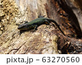 The lizard poses for the photographer without fear. A beautiful lizard is not afraid of anyone. It lives along The black sea coast. 63270560