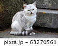 Happy beautiful cat sitting on the street. The first days of spring. 63270561