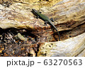 Lizards are very fond of basking in the sun. A sand lizard sits on a log. It lives along The black sea coast. 63270563