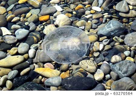 Medusa swims in the clear water of the Black sea. Warm coastal waters are a favorable environment for small jellyfish. 63270564