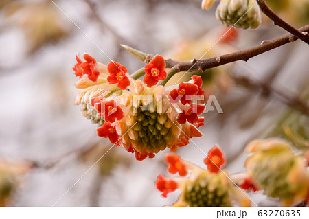 三俣の花 63270635