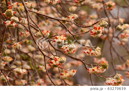 三俣の花 63270639