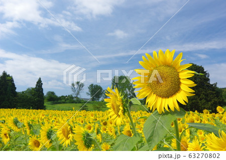 夏のヒマワリ畑 夏のヒマワリ畑 63270802