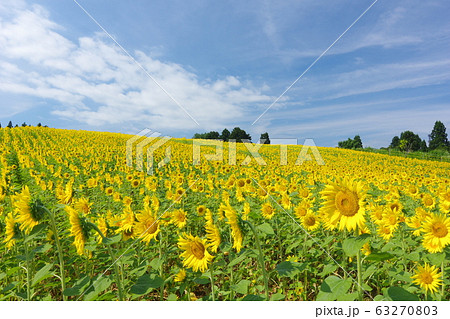 夏のヒマワリ畑 夏のヒマワリ畑 63270803